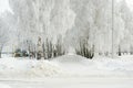 Winter park in russia, frozen trees in hoarfrost Royalty Free Stock Photo