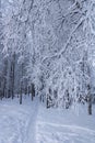 Winter park, snow-covered tree branches, path. Snow-covered birch grove. Day during the polar night. Royalty Free Stock Photo