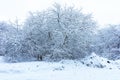 Winter Park in Snow Royalty Free Stock Photo