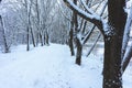 Winter Park in Snow Royalty Free Stock Photo