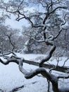 Winter park. Snow on a tree branch Royalty Free Stock Photo
