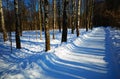 Winter park during sunset time background Royalty Free Stock Photo