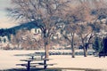 Winter Park and Trees Landscape Royalty Free Stock Photo