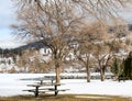 Winter Park and Trees Landscape Royalty Free Stock Photo