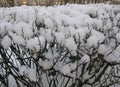 Winter park view, bushes in snow and hoarfrost