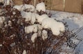 Winter park view, bushes in snow and hoarfrost