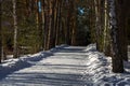 Winter park walking alley covered by white snow at sunny sideway daylight weather without anybody