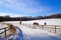 Winter pasture with horses Royalty Free Stock Photo