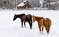 Winter pasture scene with horses and barn in the snow Royalty Free Stock Photo