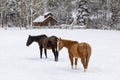 Winter pasture scene with horses and barn in the snow Royalty Free Stock Photo