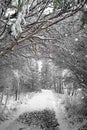 Winter path Royalty Free Stock Photo