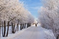 Winter path Royalty Free Stock Photo