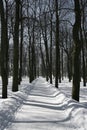Winter path Royalty Free Stock Photo