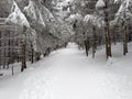 Winter path Royalty Free Stock Photo