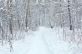 Winter path in a birch forest. Beautiful winter landscape in a blizzard Royalty Free Stock Photo