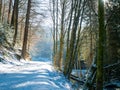 Winter path in the Black Forest with sunshine