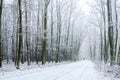 Winter path in the snowy forest with fallen leaves on the ground Royalty Free Stock Photo