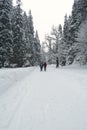 Winter path through forest Royalty Free Stock Photo