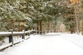 Winter Path in forest Royalty Free Stock Photo