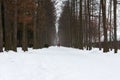 Winter path park. A wide road with people walking and running. Royalty Free Stock Photo