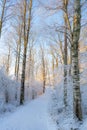 Winter path in swedish woods. Snowy day in scandinavian forest. Bright winter day. Nature wallpaper. Photo with trees Royalty Free Stock Photo