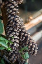 Winter pattern. Close up of pine cone