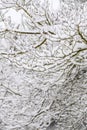 Winter pattern and texture, leafless tree covered in snow as a nature background