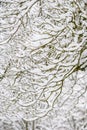 Winter pattern and texture, leafless tree covered in snow as a nature background