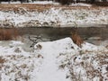 winter in Pavlovsky Park snow trees frozen river Royalty Free Stock Photo