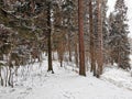 winter in Pavlovsky Park snow trees frozen river Royalty Free Stock Photo