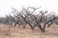 Winter peach orchard Royalty Free Stock Photo