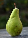 Winter pear varieties_4