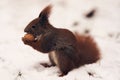 Red squirrel with walnut on the winter snowy background. Close up shot of gorgeous winter squirrel