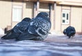 Winter photo with pigeons