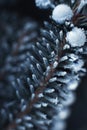 Macro shot of a snowy branch.