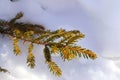 Spruce branch in the snow