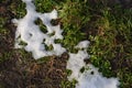 Very young juicy green spring grass under melting snow and with rays of light, a beautiful natural background. Royalty Free Stock Photo