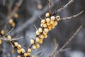 Winter picture frozen sea-buckthorn berries on a branch. Royalty Free Stock Photo