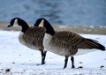 A Pair of Canada Geese In Snow in Lincoln Park