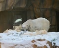 A Prowling Polar Bear Royalty Free Stock Photo