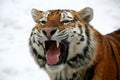 Winter picture of a Siberian Tiger Royalty Free Stock Photo