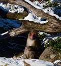 A Sleeping Macaque Monkey