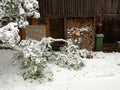 Picture with snow covered car. A snowy tree fell on the car. White snow covered the courtyard