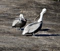 Brown Pelicans #3 Royalty Free Stock Photo