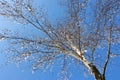 Winter Pictures : tree & icy drops - Stock photos