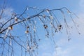 Winter Pictures : tree & icy drops - Stock photos