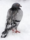 Winter pigeon