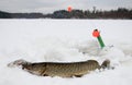 Winter pike fishing in Sweden