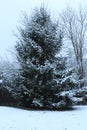 Winter pine