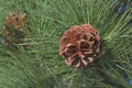 Winter Pine Cones